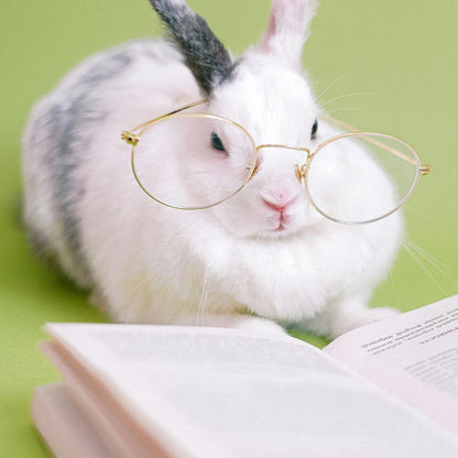 Cute rabbit wearing glasses reading a book on a green background