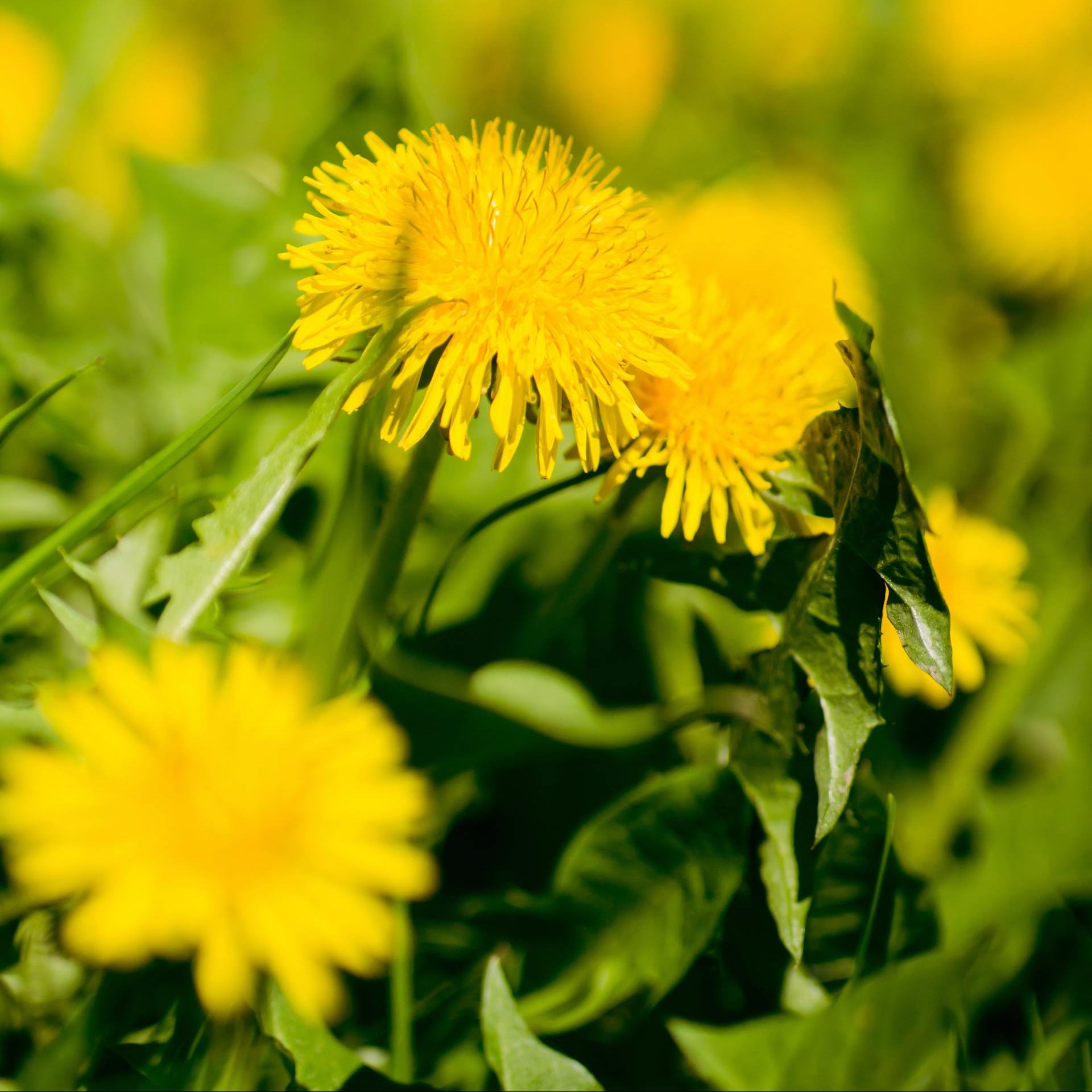 Close-up of yellow dandelions with a blurred green background