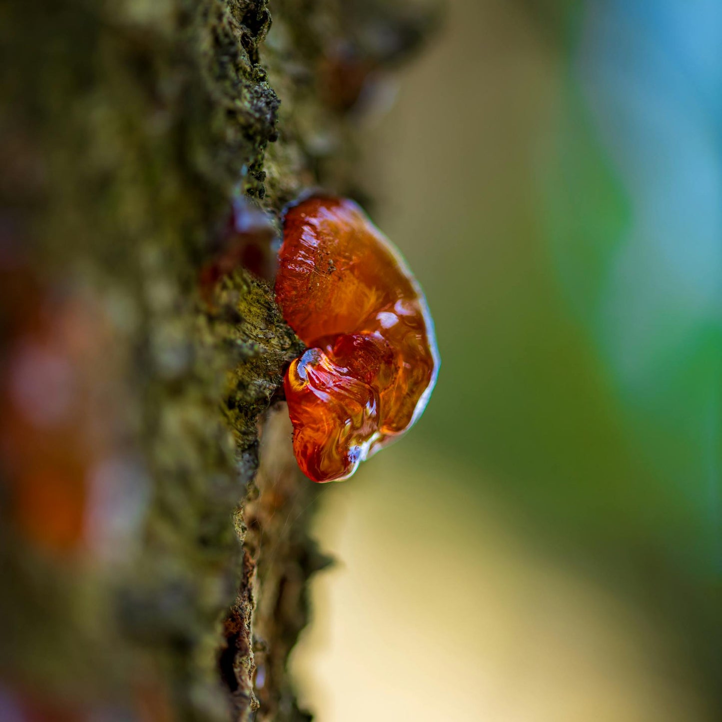 Close-up of Myrrh Resin on tree