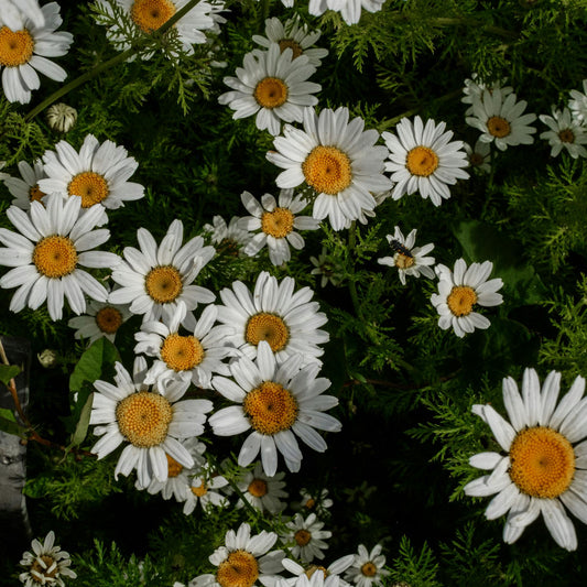 White Feverfew flowers with yellow centers on a dark green background