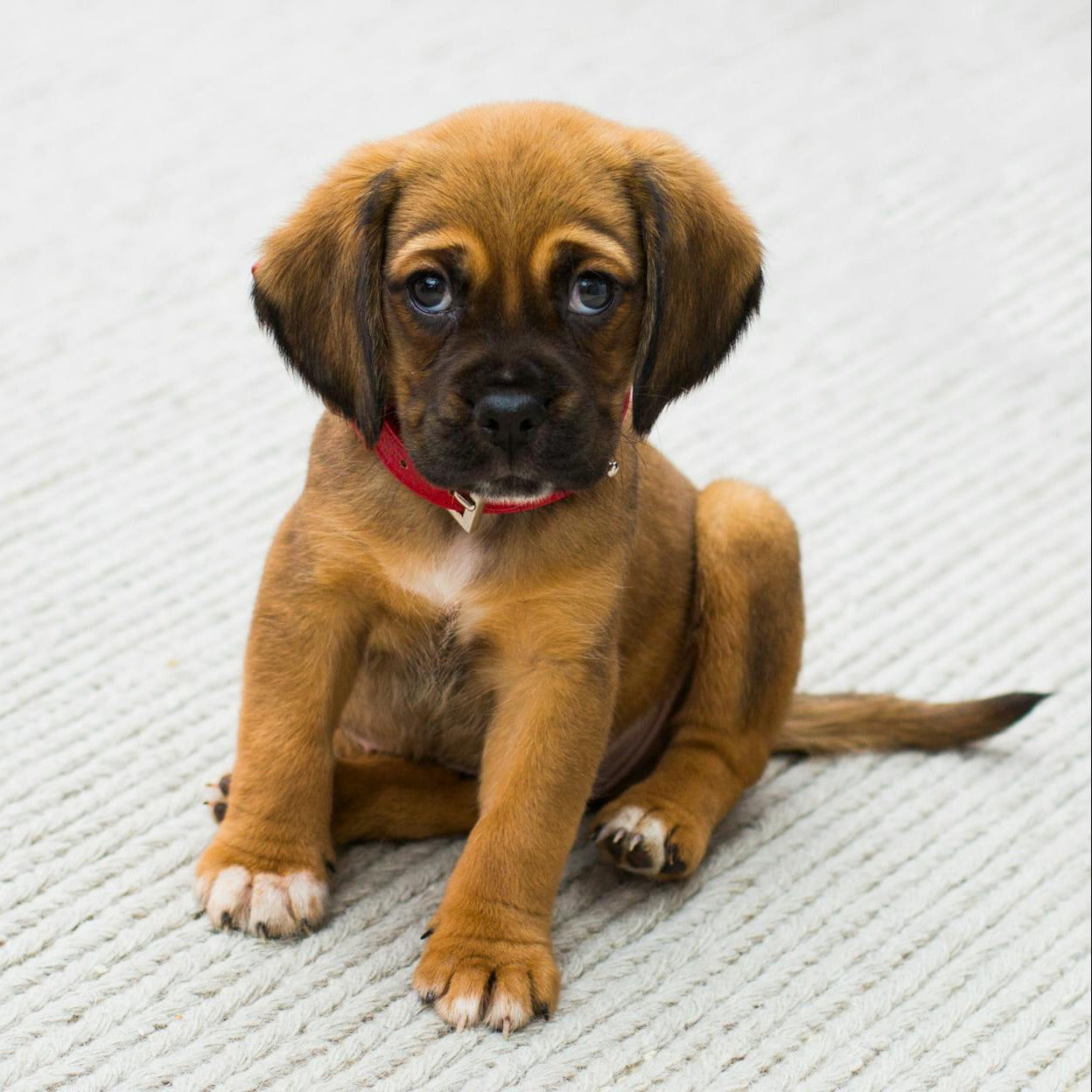 Brown puppy sitting on a textured white surface