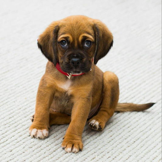 Brown puppy sitting on a textured white surface