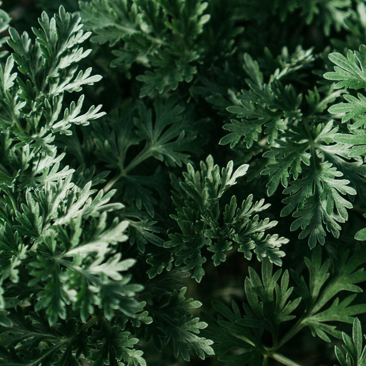 Close-up of Wormwood plants with a dark background