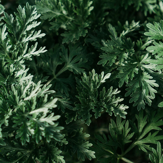 Close-up of Wormwood plants with a dark background