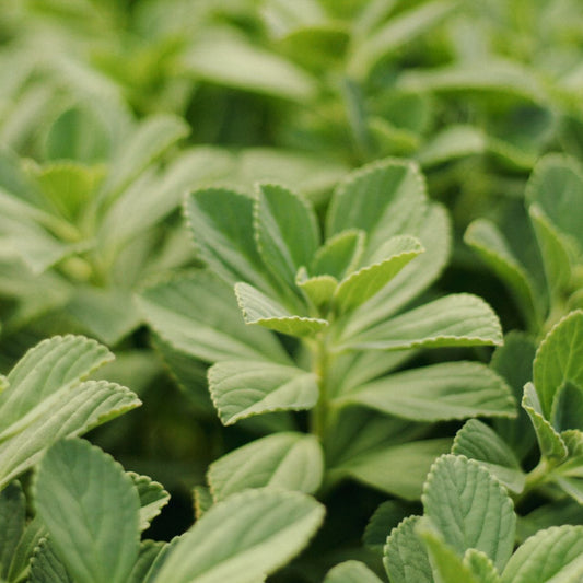 Close-up of Stevia Leaf with serrated oval leaves growing densely.