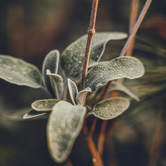Sage Leaf | Organic