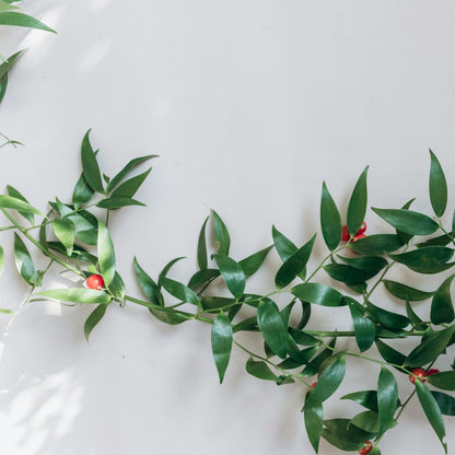 Butchers Broom Root | Organic | Kosher