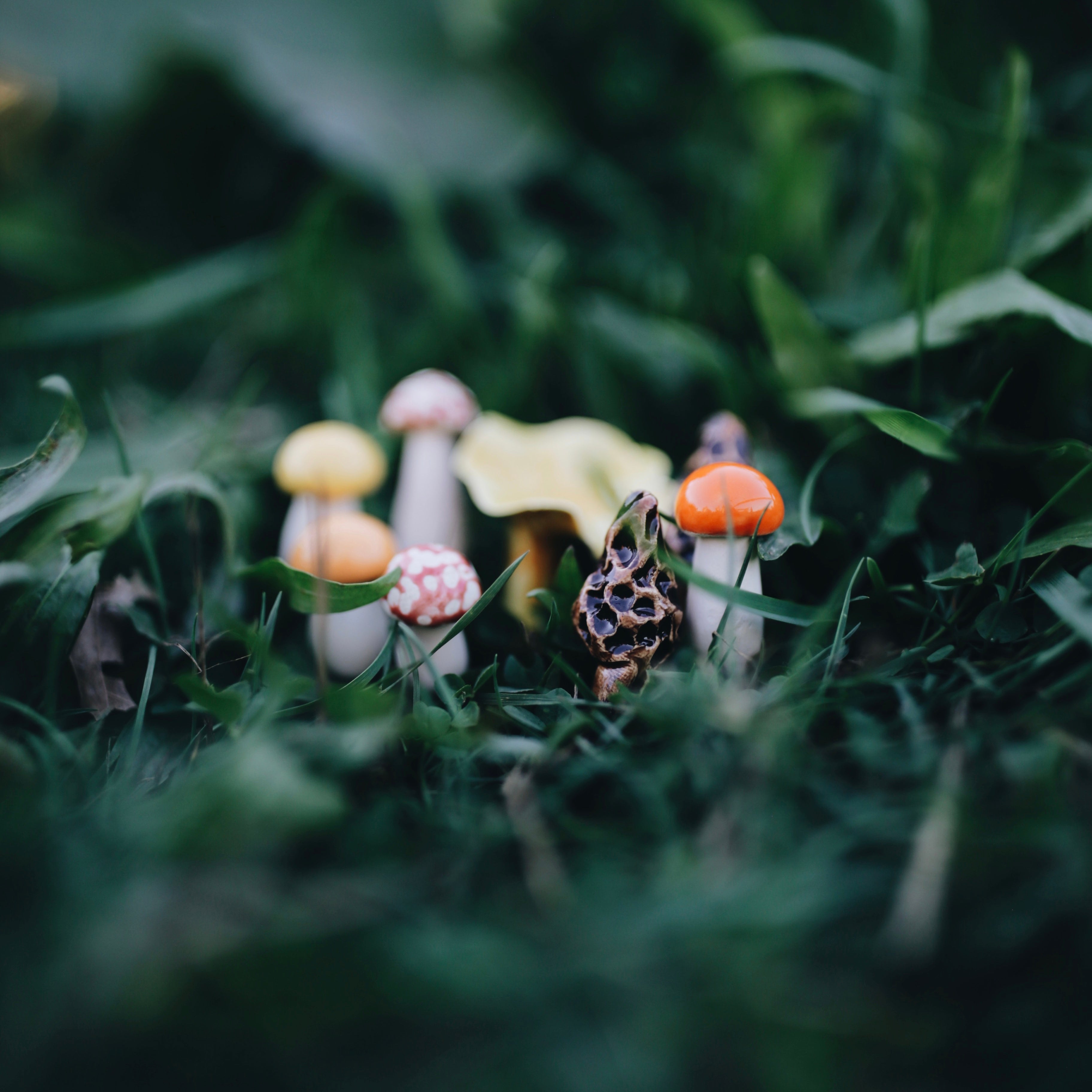 Handpicked Ceramic Mushrooms