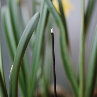 Natural Incense Stick