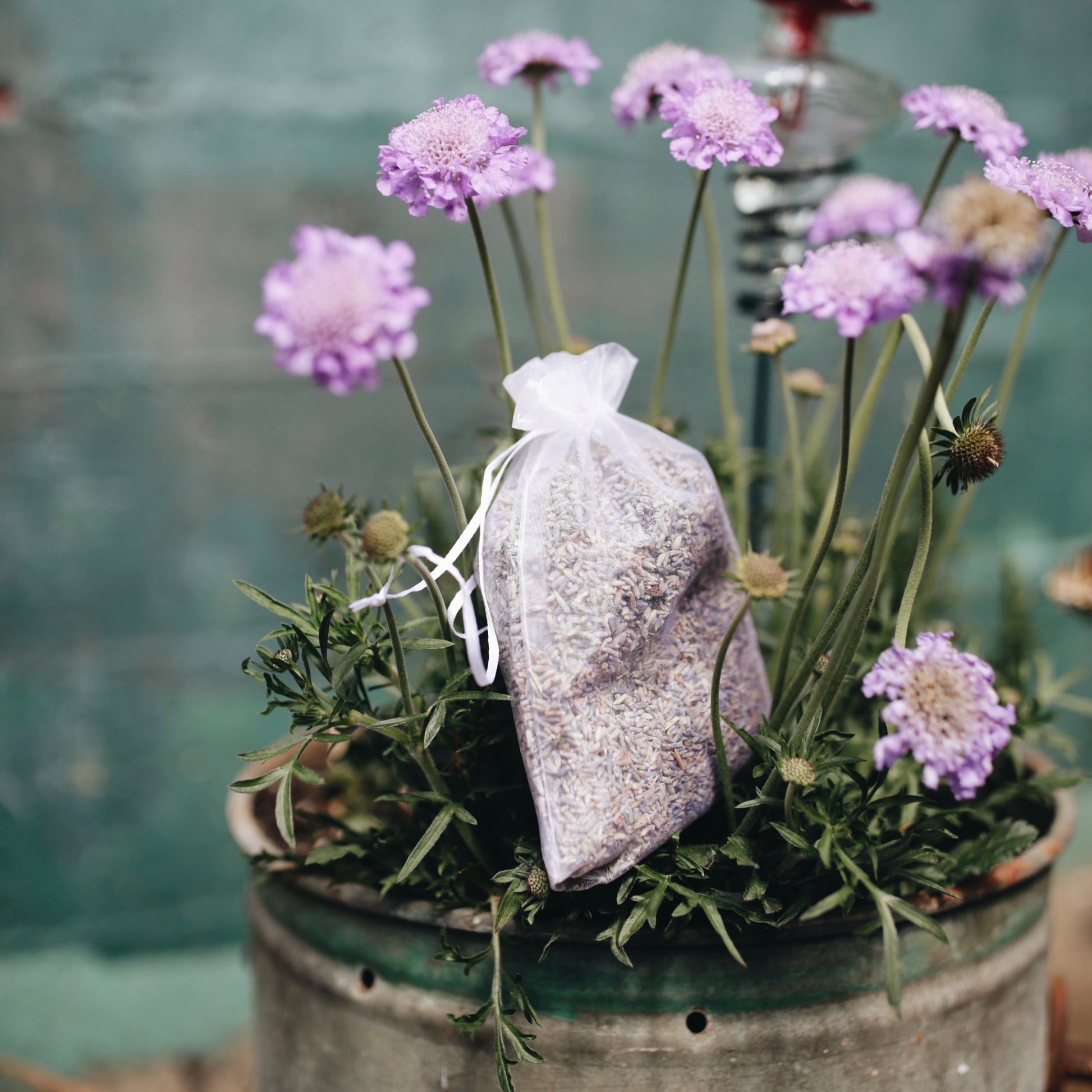 lavender plants bulk buy Lavender Flowers