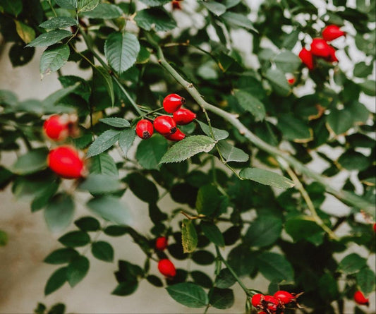 Rose Hips | Organic │ Kosher